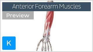 Muscles of the anterior compartment of the forearm (preview) - Human Anatomy | Kenhub