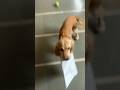 Scooby our Delivery Boy..His favourite thing is to receive courier. #trending #youtubeshorts