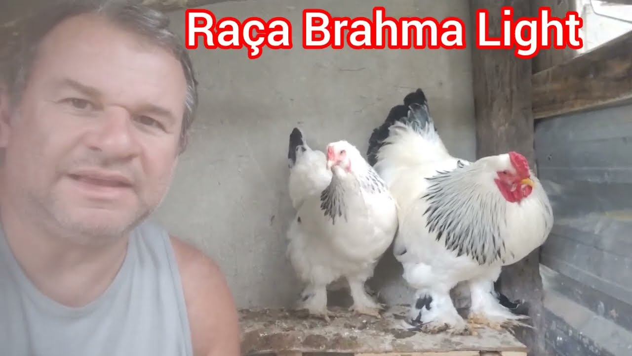 Galinha Brahma Light veja os ovos e como chocar
