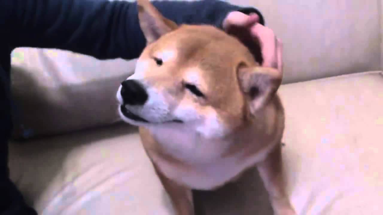 どうやらゴキゲンのようで こっちが笑えてくるほどに 超わろてる 柴犬さんたち 可愛いに決まってる 動画 柴犬ライフ Shiba Inu Life どうやらゴキゲンのようで こっちが笑えてくるほどに 超わろてる 柴犬さんたち 可愛いに決まってる 動画 柴犬ライフ Shiba Inu Life