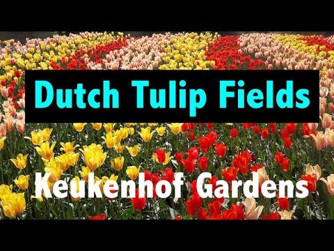 best-place-to-see-tulip-fields-in-the-netherlands-|-keukenhof-gardens