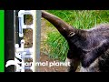 Giant Anteater Gets New Transparent Feeding Tubes To Showcase Her Tongue Skills | The Zoo