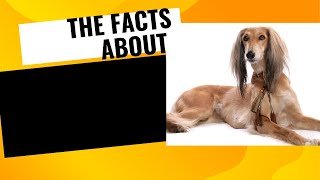 THE FACTS ABOUT THE WORLDS OLDEST BREEDS SALUKI DOG