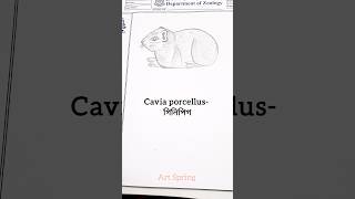 Cavia Porcellus Drawing #zoology #practical #hscpracticals #ginipig #guineapig