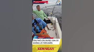 Sốc! Câu được cá ngừ vây xanh khổng lồ nặng 453kg ngoài khơi Mỹ 🐟🔥 #drvet #tinnong