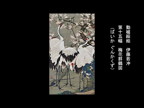 動植綵絵 伊藤若冲 「第十五幅 梅花群鶴図 （ばいか ぐんかくず