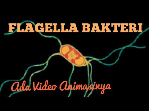 Video: Apakah flagella dalam mikrobiologi?