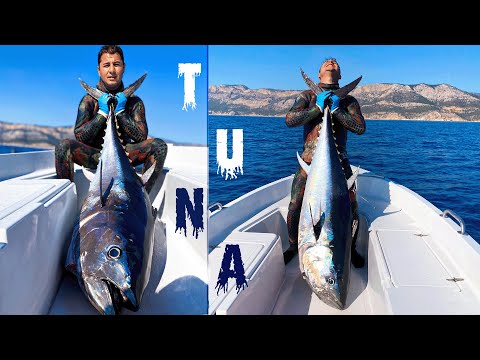 MAVİ YÜZGEÇLİ ORKİNOS ZIPKINLA BALIK AVI BELGESELİ / bluefin tuna spearfishing documentary
