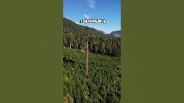 Have you seen Canada’s 2nd largest Douglas-fir? Big Lonely Doug, Vancouver Island, British Columbia