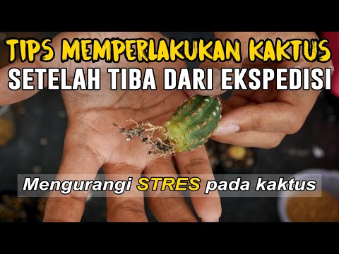 Video: Bagaimana kaktus beradaptasi untuk bertahan hidup di gurun Ncert?