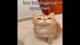 low intelligence cat