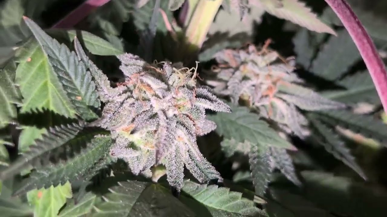 Elev8 seeds run coming to end...