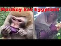 monkey eating eggplant