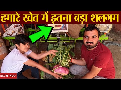 हमारे खेत में मिला सबसे बड़ा शलगम | How to Grow Turnips | shalgam Ki Kheti |Biggest shalgum #farming