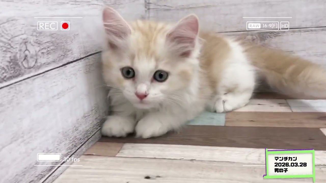白根店 マンチカン-わんちゃん・ねこちゃん詳細-ペットショップ