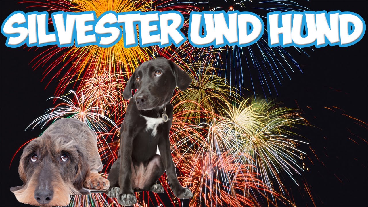 Silvester mit Hund / Angst vor Silvester, Feuerwerk! Tipps!! - YouTube