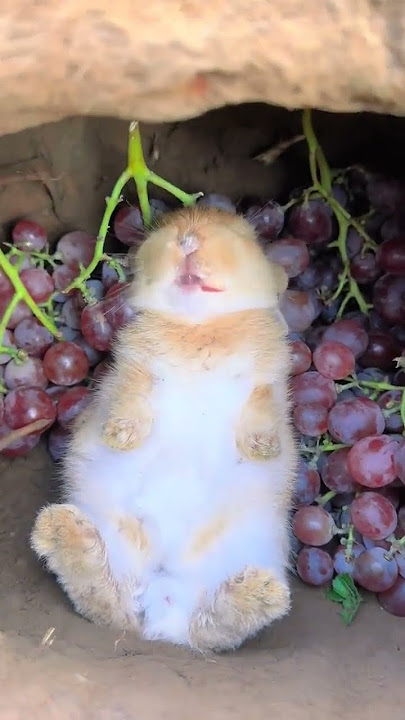 The rabbit eats grapes leisurely in the cave. Cute pet debut plan. Rabbit. Pastoral cute pet