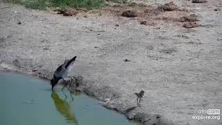 A Lapwing parent and chick at the Nkorho Bush Lodge in South Africa.  EXPLORE.org  09\/30\/22