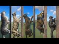 All climbing animal in planet zoo included mandrill lynx bonobo clouded leopard snow leopard