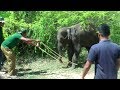 Saving a Young Elephant from &quot;Hakka Patas&quot;: Humans are kind