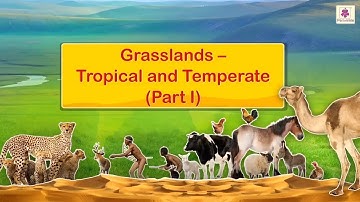 Grasslands - Tropical and Temperate | Social Studies For Grade 5 | Periwinkle