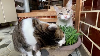 スピード違反常習の猫、小太郎くん