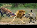 10 Times Stupid Lion Received Bitter End For Daring To Provoke Hyenas | Lion vs Bloodthirsty Hyenas