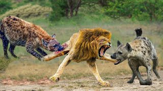 10 Times Stupid Lion Received Bitter End For Daring To Provoke Hyenas | Lion vs Bloodthirsty Hyenas