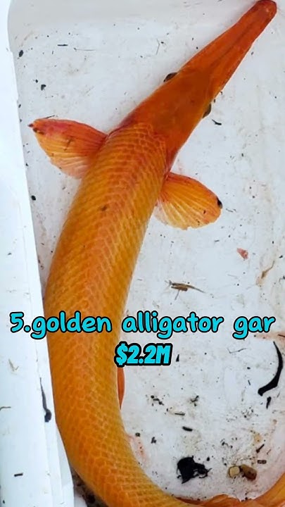 top-5-most-expensive-fish-in-the-world-fish-viral-shorts
