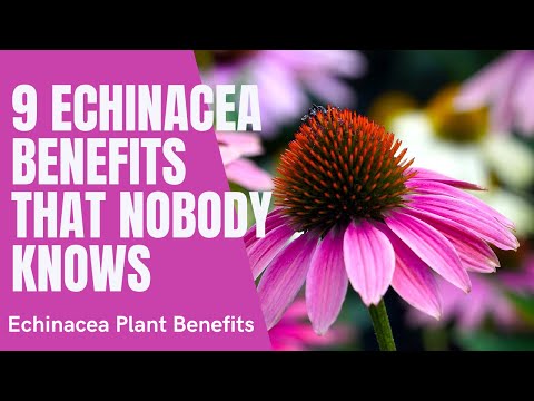 Echinacea Flower Benefits | Echinacea Plant Benefits and Herbal Tea