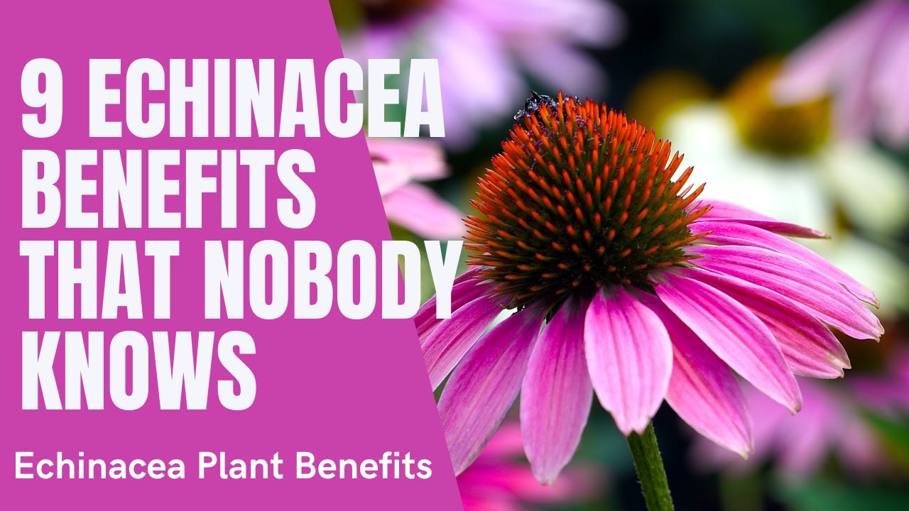 Echinacea Flower Benefits | Echinacea Plant Benefits and Herbal Tea