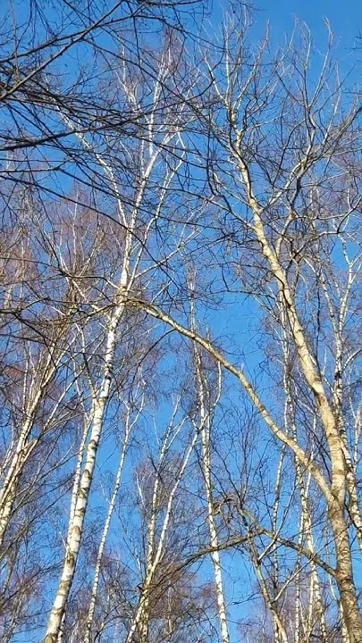 #веснаидет #березки#живая #природа #небо - YouTube