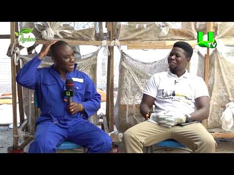 AYEKOO: HOW BLACK SOLDIER FLY FARMING CAN TRANSFORM GHANA’S AGRICULTURE – WIGGLING GOLD FARM