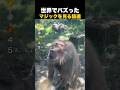 世界でバズったマジックを見る猿！