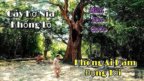 Cây Kơ Nia ( cây cầy ) cỗ thụ gần 300 năm tuổi rất hiếm còn sót  lại ở Ba Chúc an giang