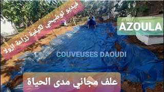 الازولا علف مجاني مدى الحياة ؛ شاركت معكم تجربتي وكيفية زراعة azoula