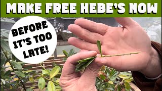 видео: РАБОТА В САДУ НА НОЯБРЬ. Создайте бесплатные растения ХЕБЕ. Простое и НАДЕЖНОЕ пошаговое руководс... картинка: РАБОТА В САДУ НА НОЯБРЬ. Создайте бесплатные растения ХЕБЕ. Простое и НАДЕЖНОЕ пошаговое руководс...