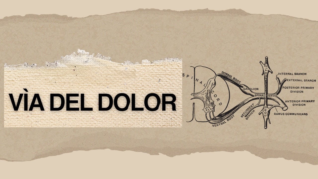VÌA DEL DOLOR DE MANERA SENCILLA