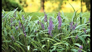 How to Grow Liriope as a Ground Cover
