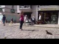 Residential dog training / dog boot camp - training levels at Adolescent Dog UK Residential dog training / dog boot camp - training levels at Adolescent Dog UK