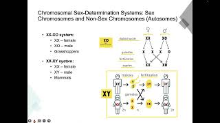 Chapter 4 Sex Determination and Sex Linked Characteristics