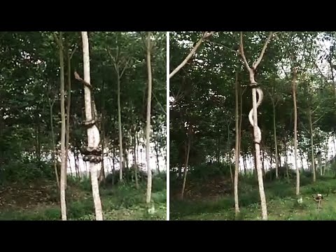 Spider Python | Climbing Snake Spirals Round Tree