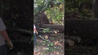 Big Wood Big Root Ball . For More Stop By Fricknjeep