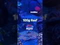 100g Reef tank! #aquarium #reef #reeftank #coral