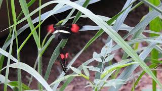 Red Postman Butterfly Mating Dance