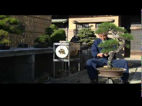 Video: Japanische Harmonie