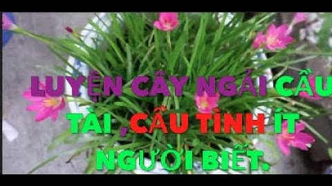 luyện Cây Ngải cầu tài ,cầu tình ít người biết.