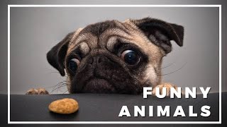 Funniest Animals 🐵 - Best Of The 2021 Funny Animal Videos  🐱🐶  The Cutest Animals Ever!!! #9