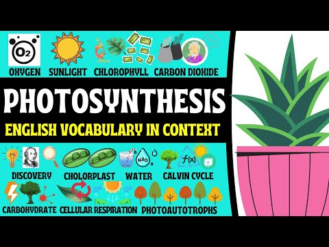 Video: Wat is de woordenschat voor fotosynthese?