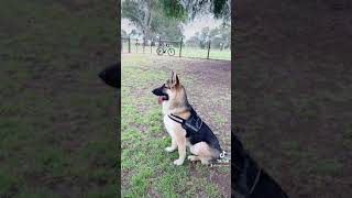 German Shepard smart dog in the world and maremma sheep dog at park after training